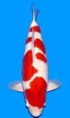Koi