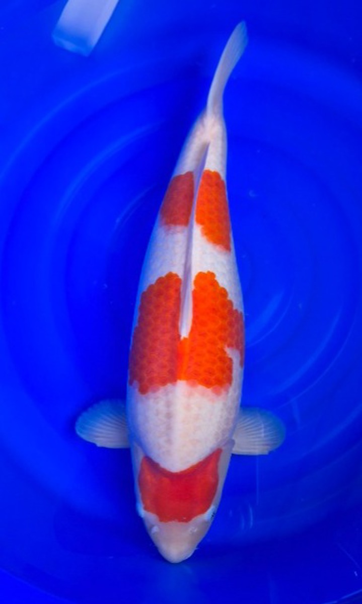Koi picture