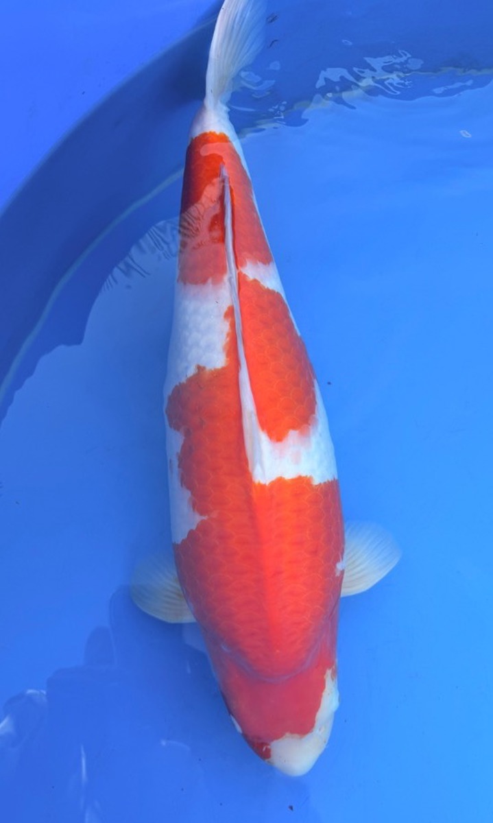 Koi picture
