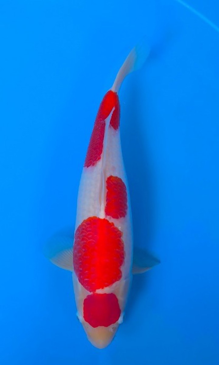 Koi picture